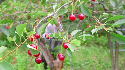Senior woman picking cherry from a tree in orchard