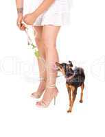 Woman's legs with dog.