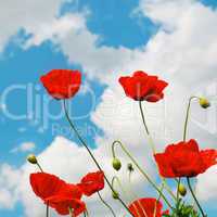 scarlet poppies on a background of the cloudy sky