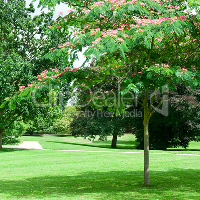 summer park with beautiful green lawns