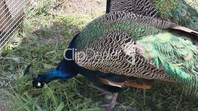 peacock eating grass
