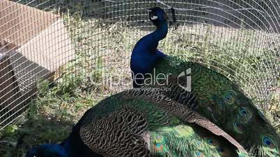 two peacocks in cage