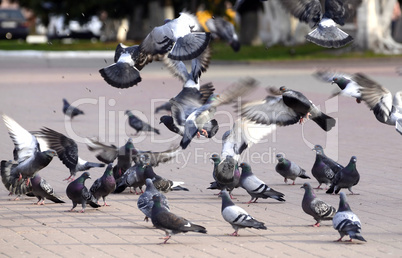 A flock of pigeons on the fly bite seeds in the Park