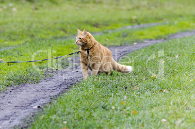 Red cat walking through the green grass on a leash