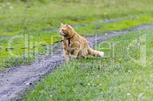 Red cat walking through the green grass on a leash