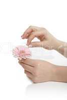 Female hand holding a pink flower