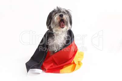 Terrier dog with German flag shouts in front of white background