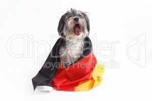 Terrier dog with German flag shouts in front of white background