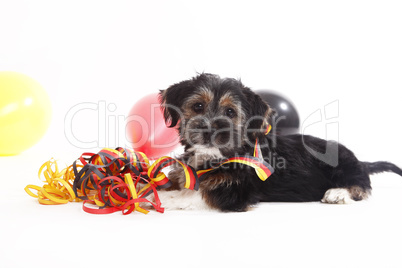 Young puppy with ballons sits in front of white background