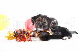 Young puppy with ballons sits in front of white background