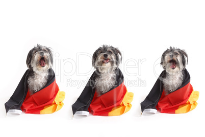 Dogs with German flag shouts in front of white background