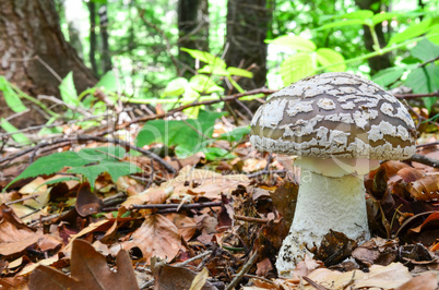 Amanita spissa or A.excelsa