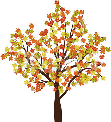 Autumn maple tree