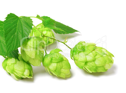 Blossoming hop on white background