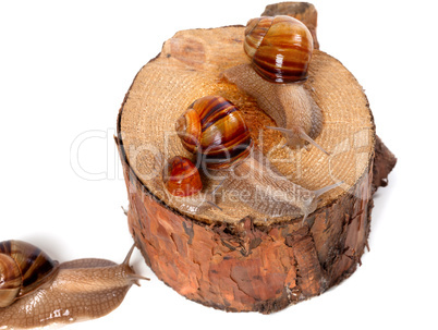 Snails on pine-tree stump