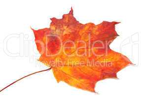 Red autumn maple-leaf. Selective focus.
