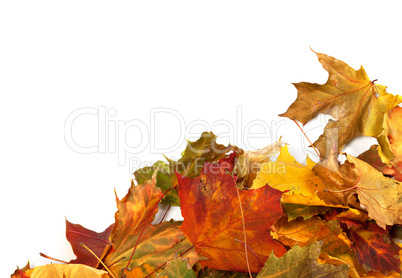 Autumn maple leafs at corner