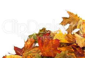 Autumn maple leafs at corner
