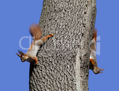 Two red squirrels play on tree