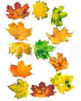 Letter B composed of autumn maple leafs