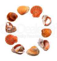 Letter O composed of seashells