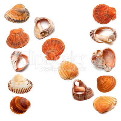 Letter N composed of seashells