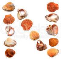 Letter N composed of seashells