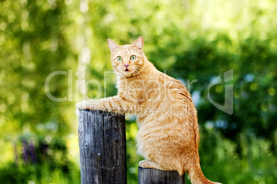 Orange funny Cat on Fence