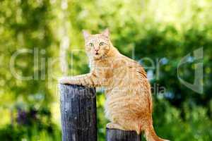 Orange funny Cat on Fence