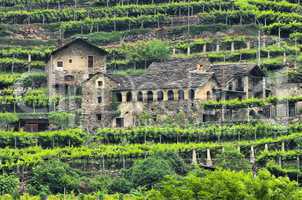 Aostatal Weinberg - Aostatal vineyard 01