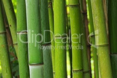 Bambus - bamboo 49