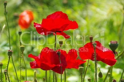 Klatschmohn - corn poppy 45