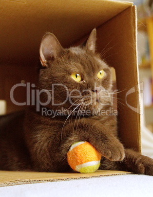 Brown british shorthair in a box