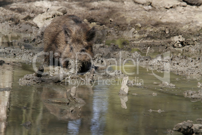 Wildschwein in der Suhle