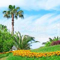 Tropical palm trees in a beautiful park