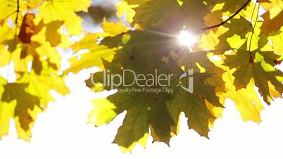 Sun and maple leaves