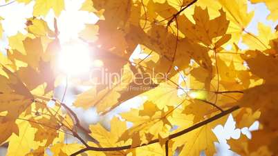 Maple leaves and sun