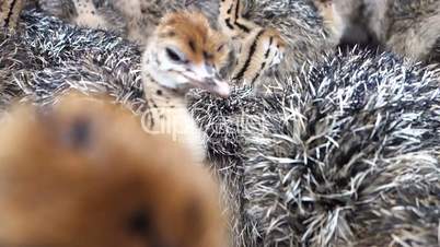 Ostrich Babies - crowd of cute little birds