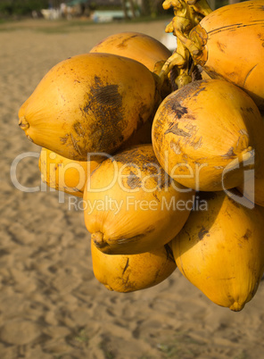 Coconuts at a stand on the beach
