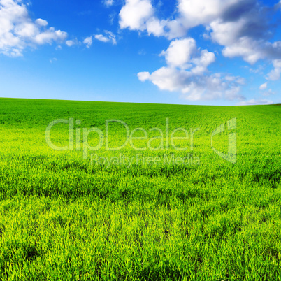 field and sky