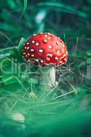 red stipe mushroom on the forest