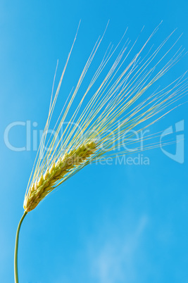 ear of wheat on a background of blue sky