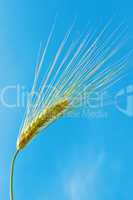 ear of wheat on a background of blue sky