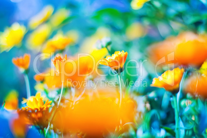 orange Marigold flowers  on blue background