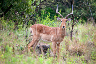 Impala antelope