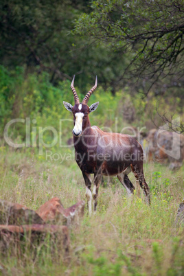 Blesbuck Antelope