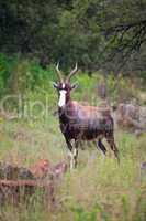 Blesbuck Antelope