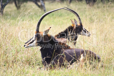 Rare sable antelope