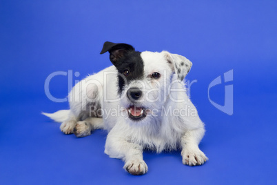 Schwarzweißer Hund vor blauem Hintergrund
