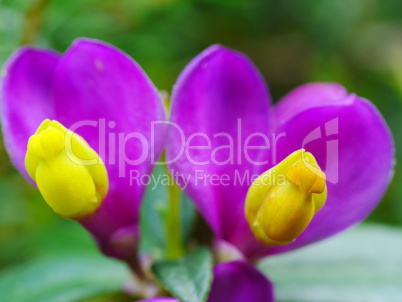 Buchs-Kreuzblume (Polygala chamaebuxus)